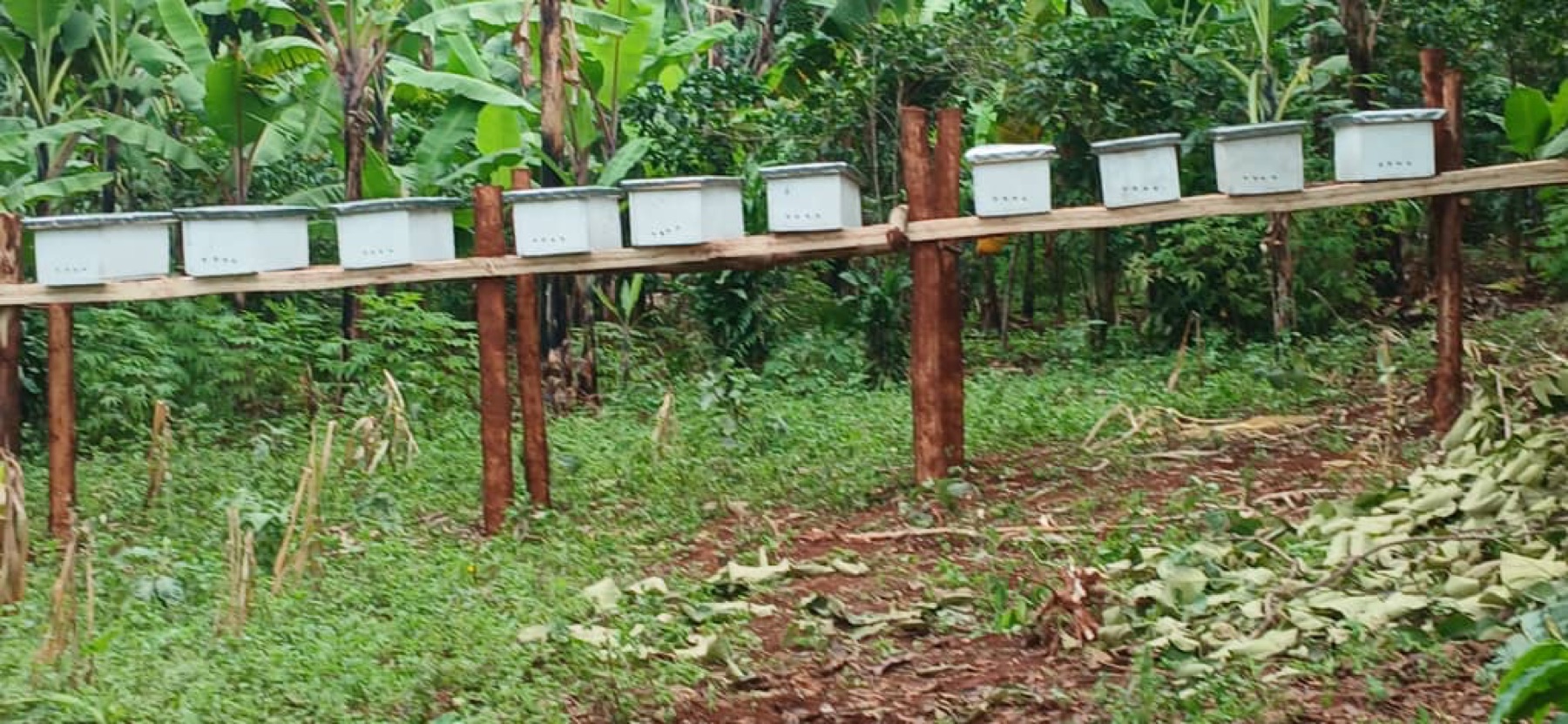 Zehn installierte Bienenkästen